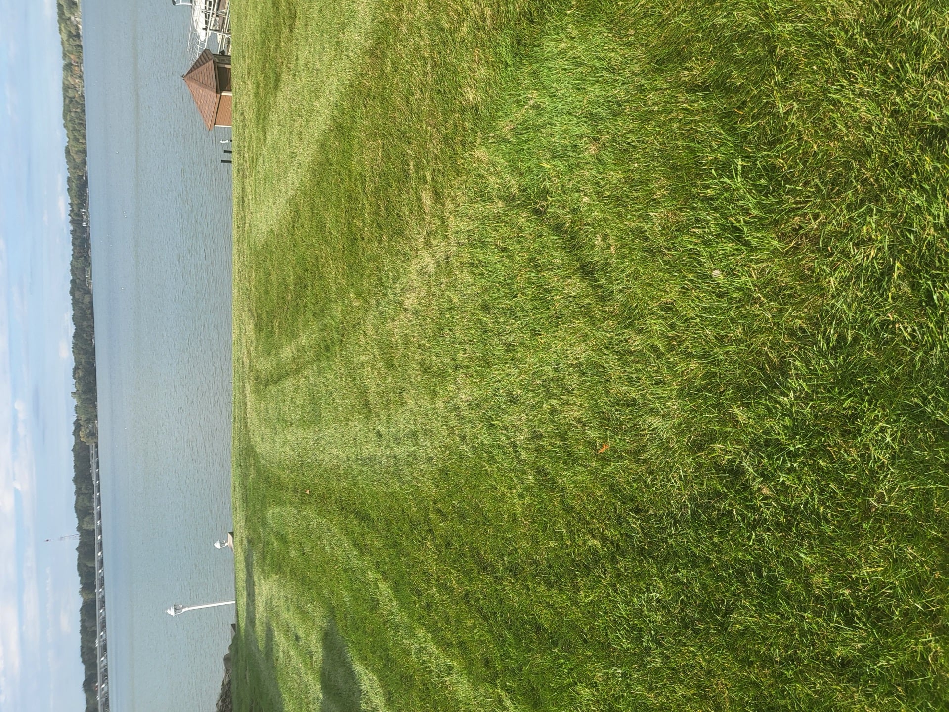 Peak Summer Grubs on Northeast Ohio Lawns