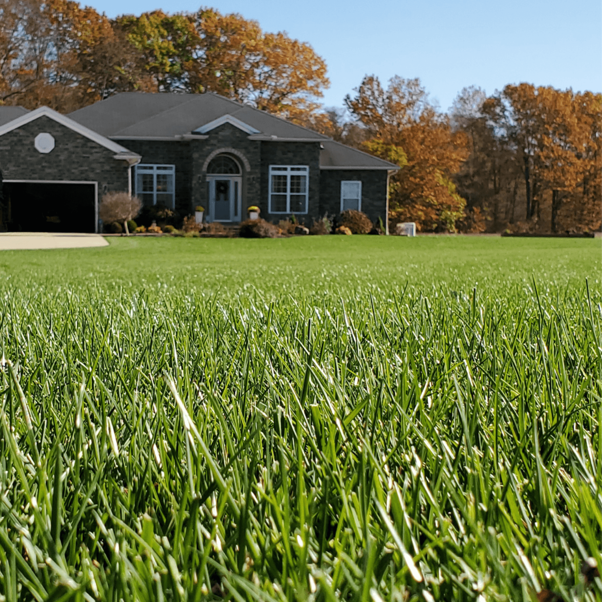 Close-up of healthy, disease-free lawn
