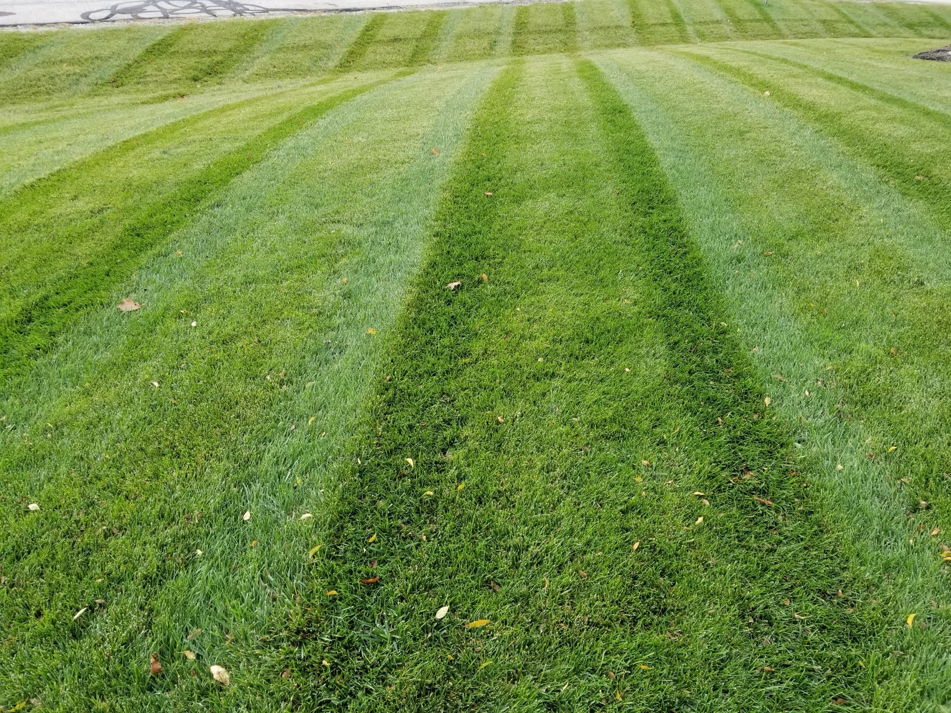 Healthy lawn from Portage Turf Specialists
