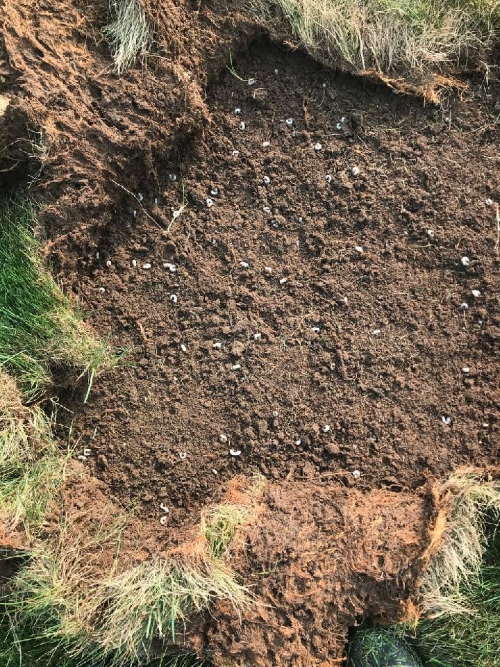 Grub control for healthy lawn
