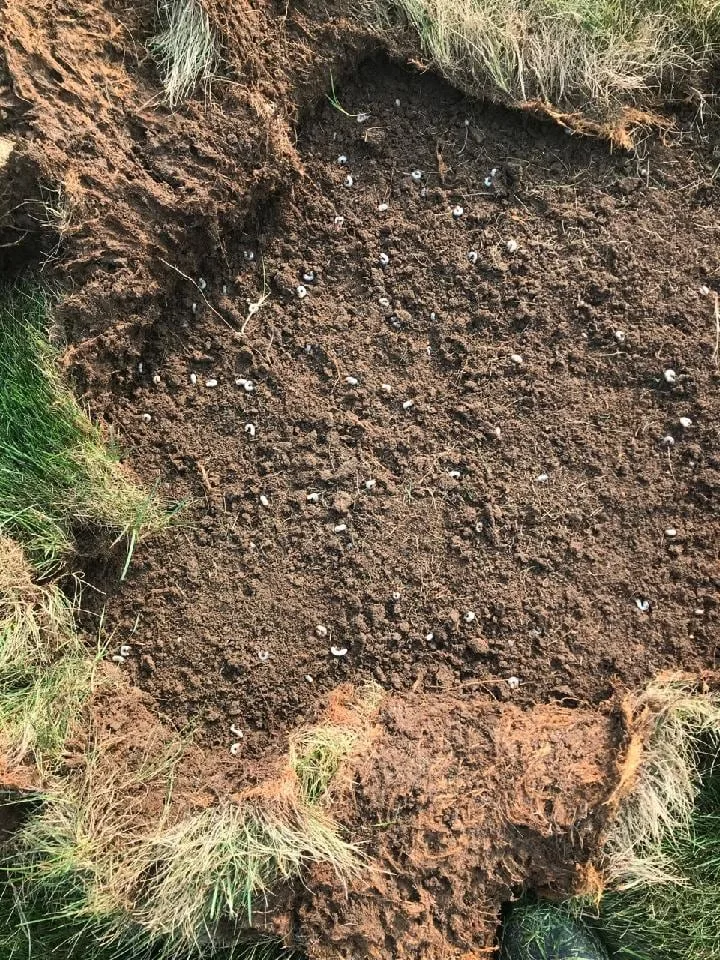 Grub control for healthy lawn