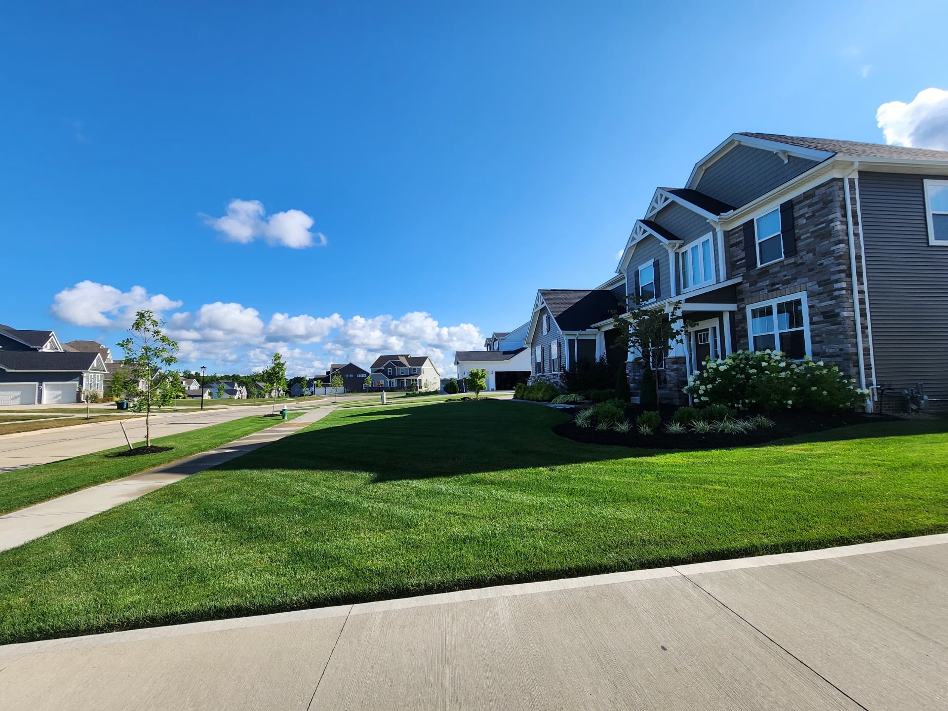 What Are Chinch Bugs And Damage To Look For - Portage Turf