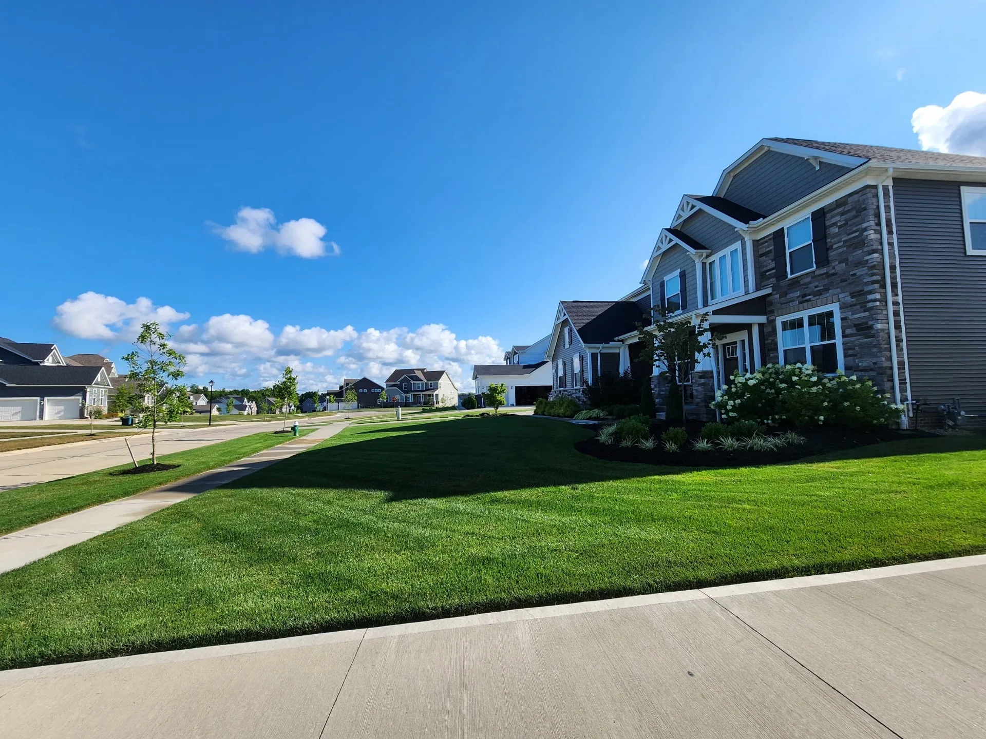What Are Chinch Bugs and Damage to Look For