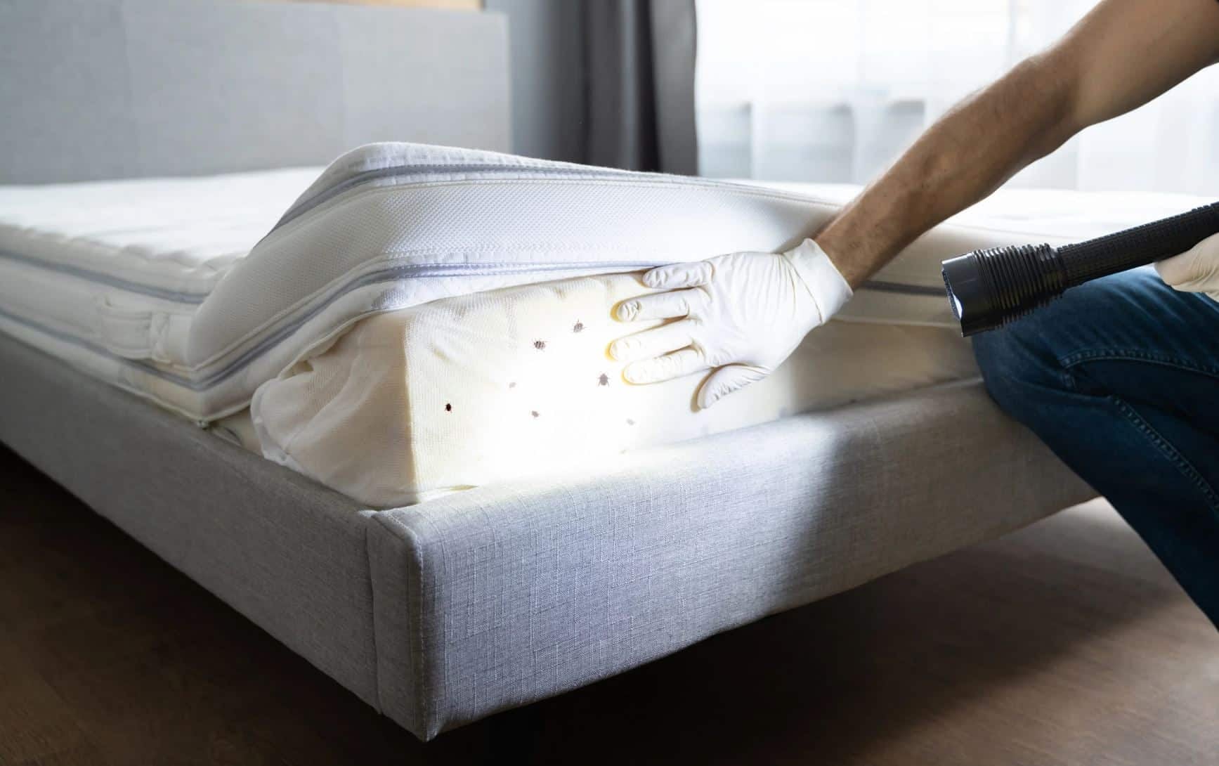 Professional pest control treatment