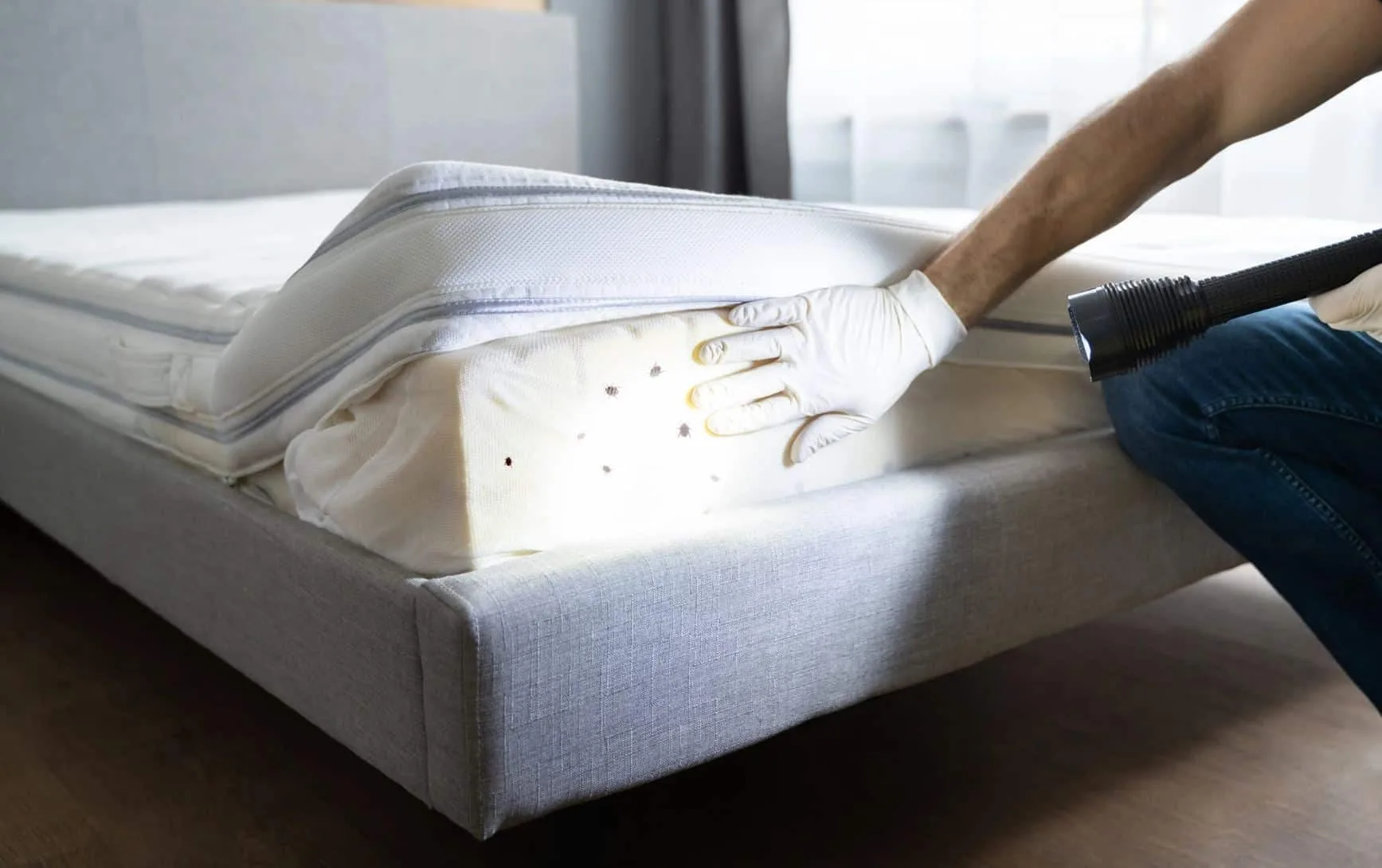 Professional pest control treatment