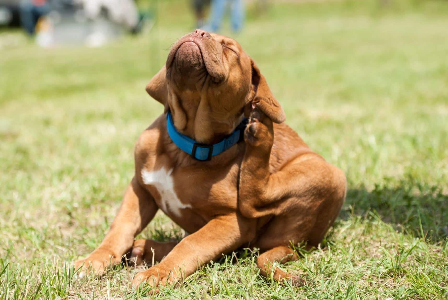 Outdoor flea treatment