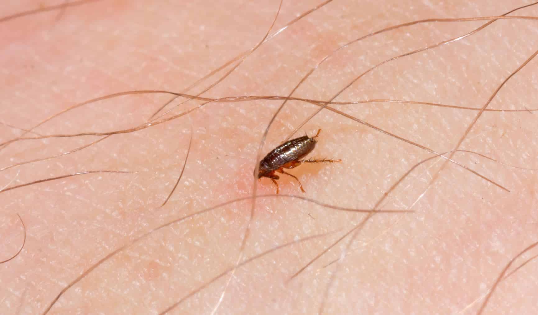 Flea control for home and yard