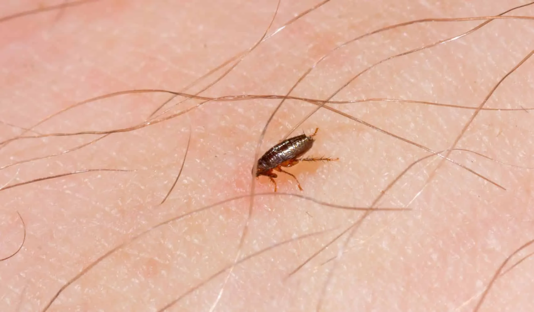 Flea control for home and yard