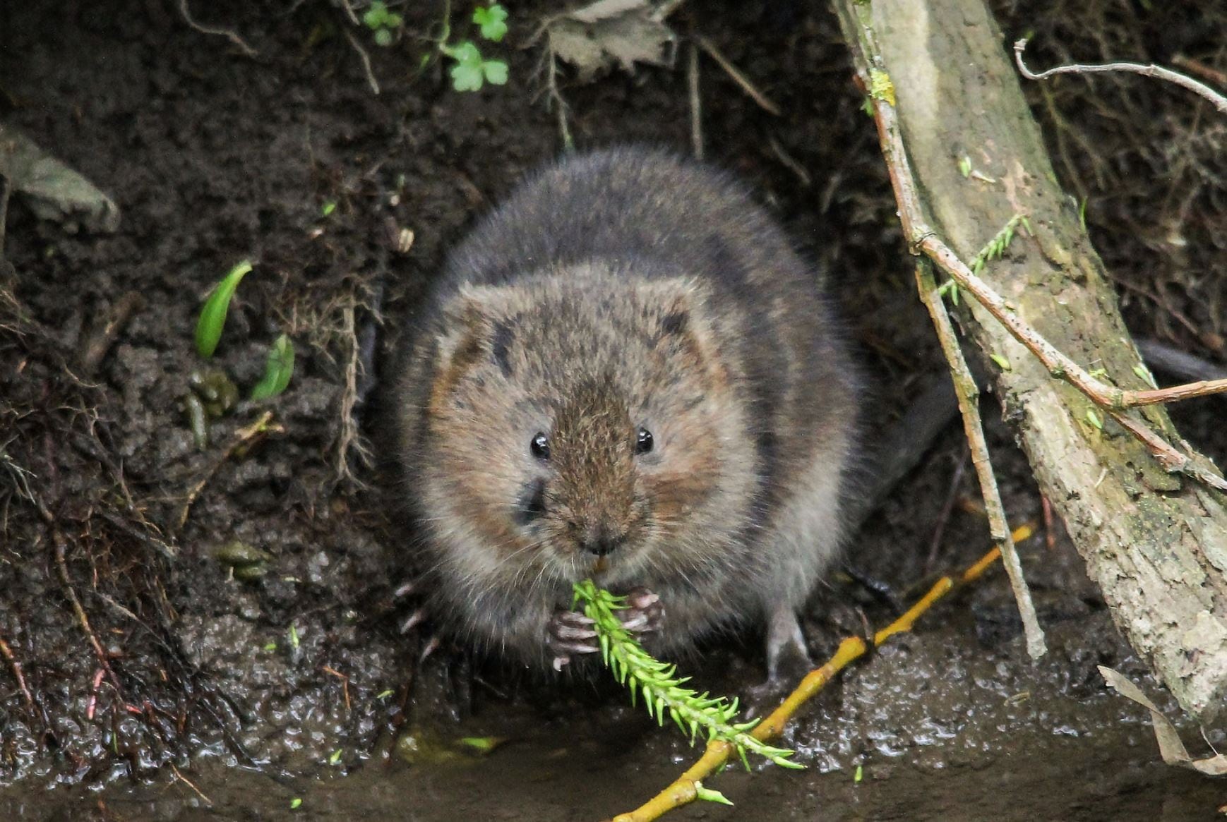 Professional lawn and landscape care