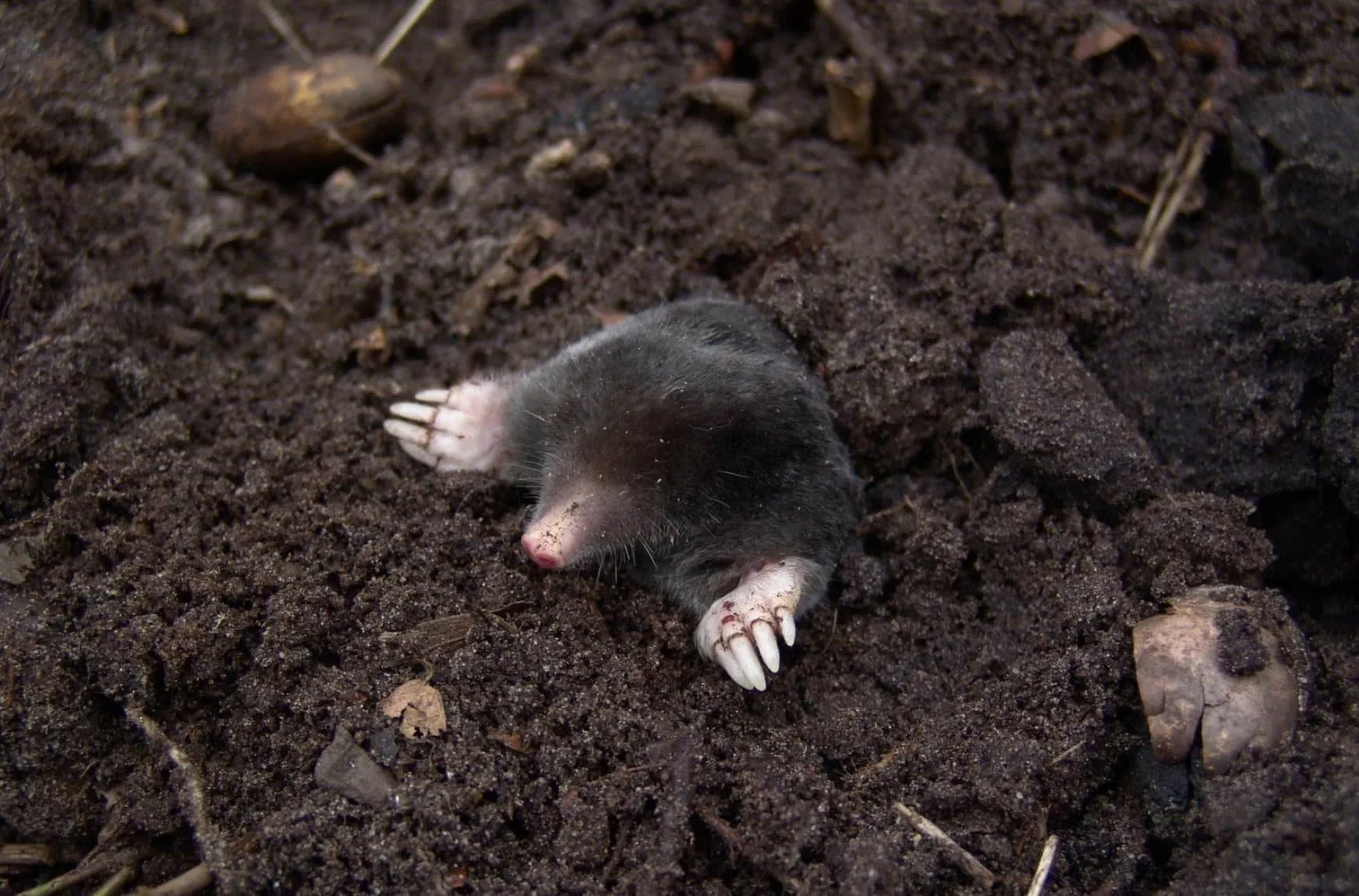 Healthy lawn free of mole and vole damage