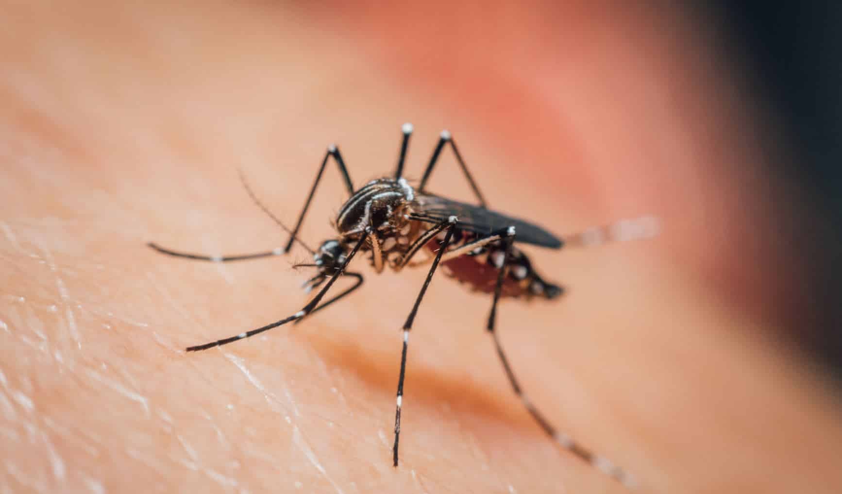 Beautiful yard protected from pests