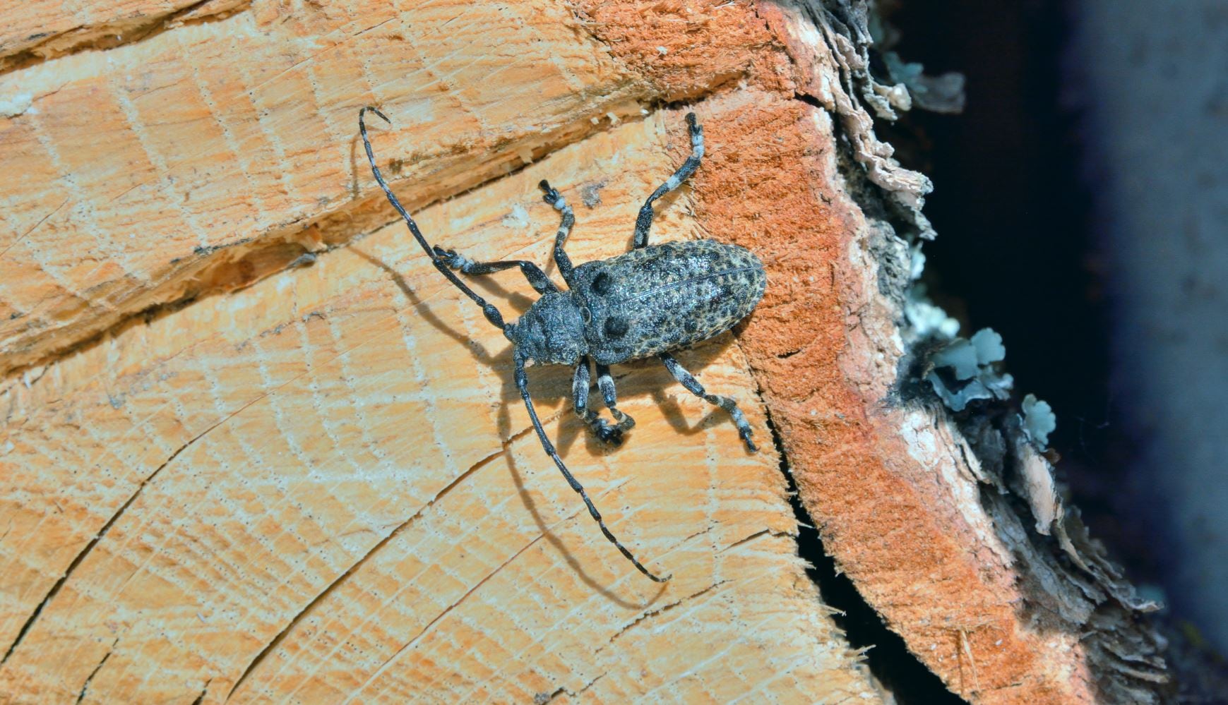 Expert pest control at your property