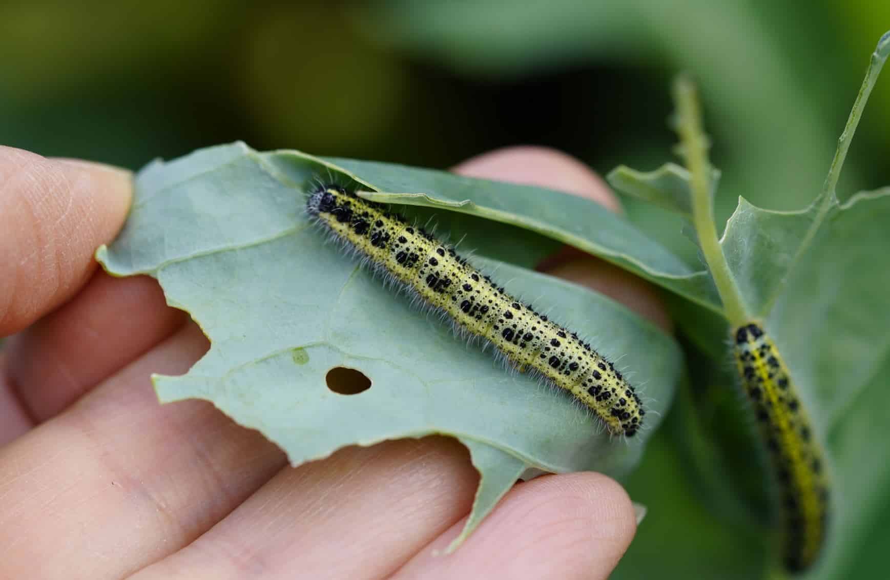 Natural pest solutions for your property