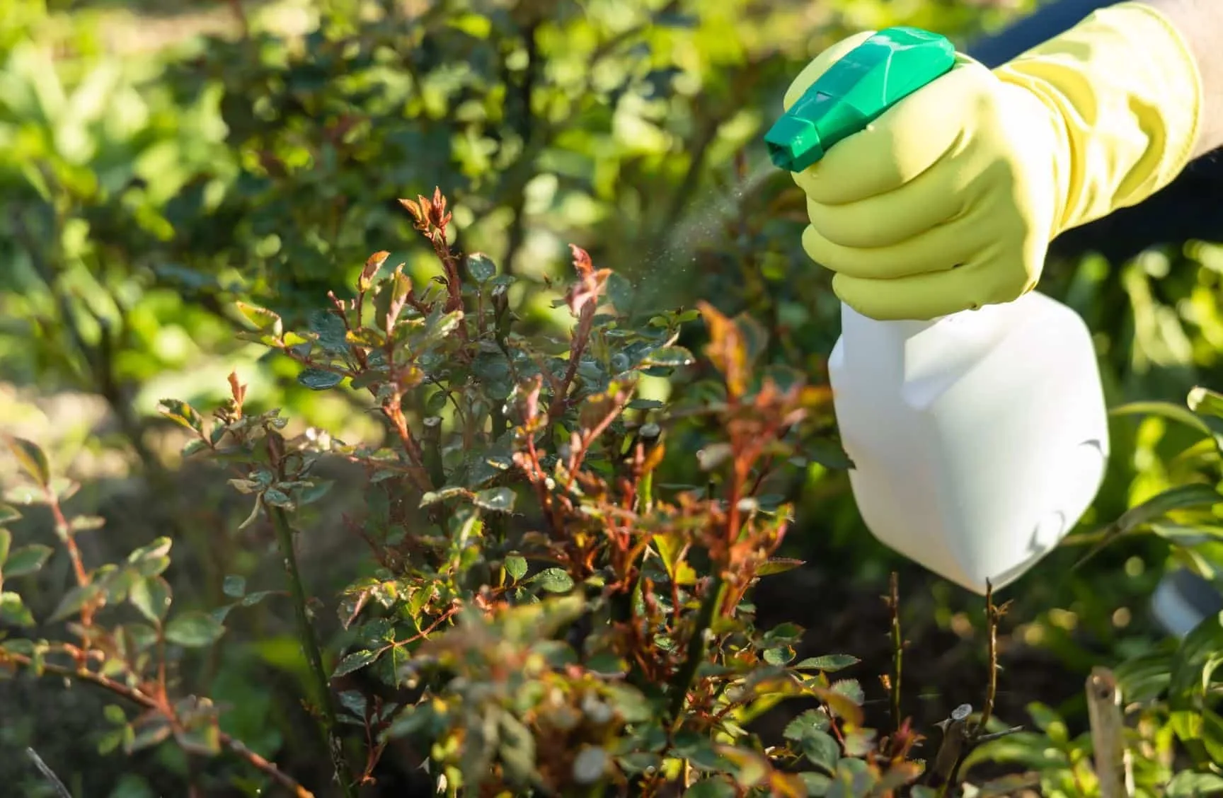 Eco-friendly pest control for your home