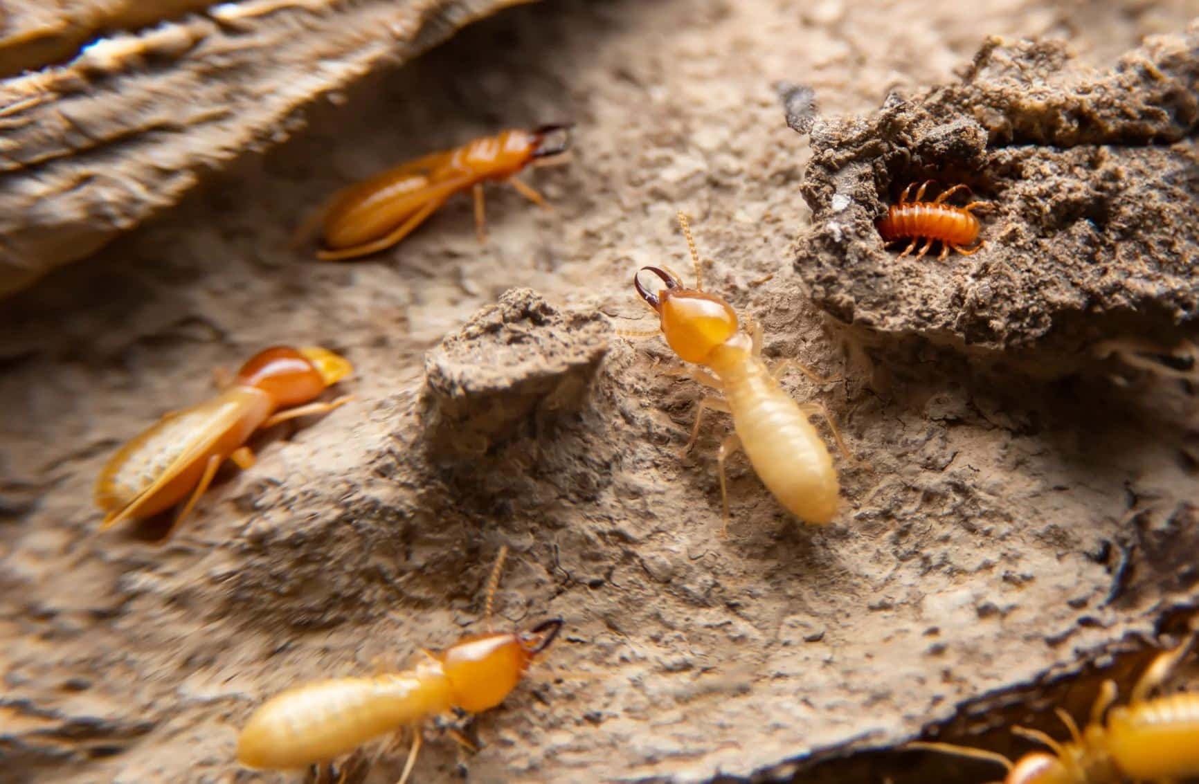 Professional lawn and property care