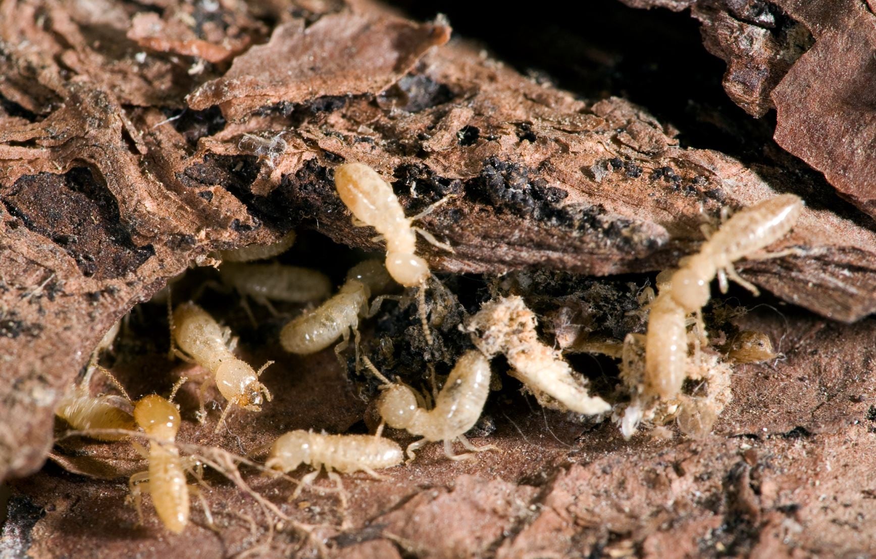 Professional home pest protection