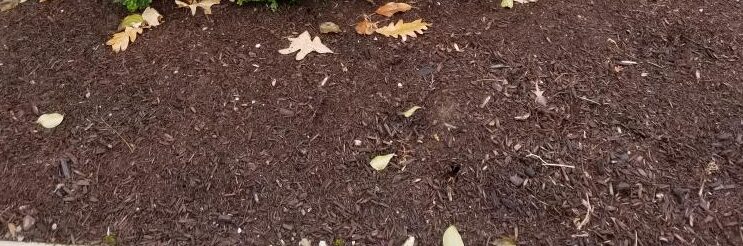 Mulch Bed Free Of Weeds