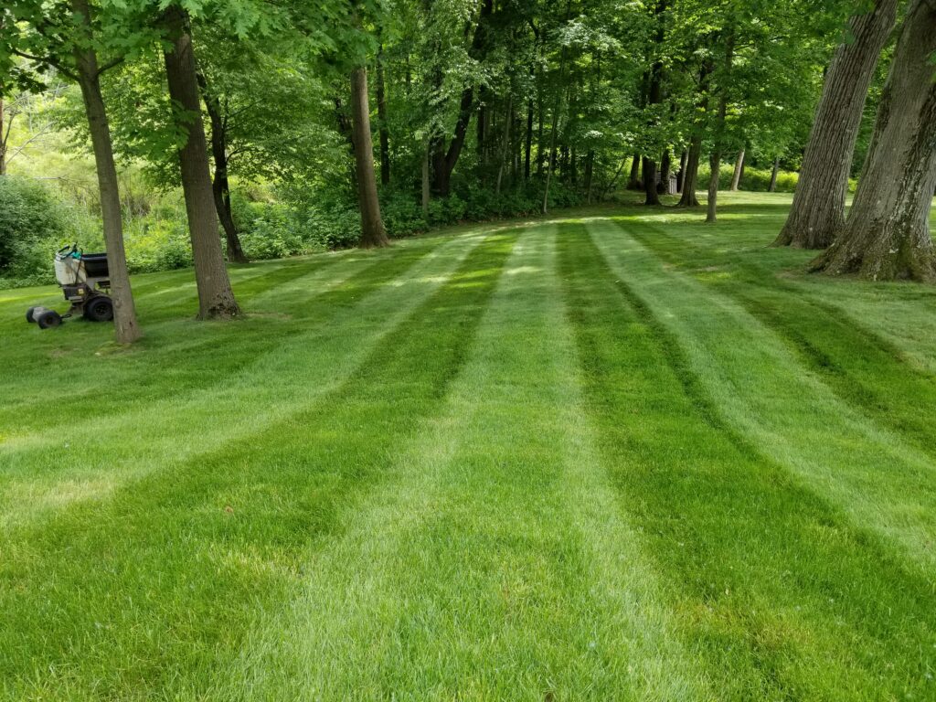 Heavily Wooded Lawn