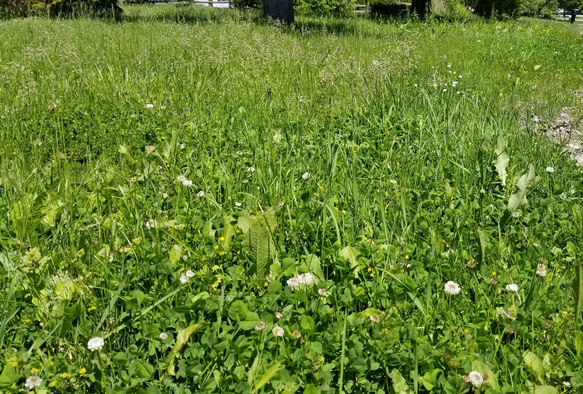 heavy weed close up of overgrown lawn