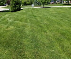 Green lawn from Portage Turf