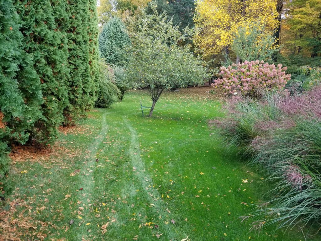 multiple tree and shrub shot in fall