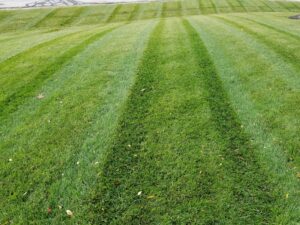 close up of green striped lawn
