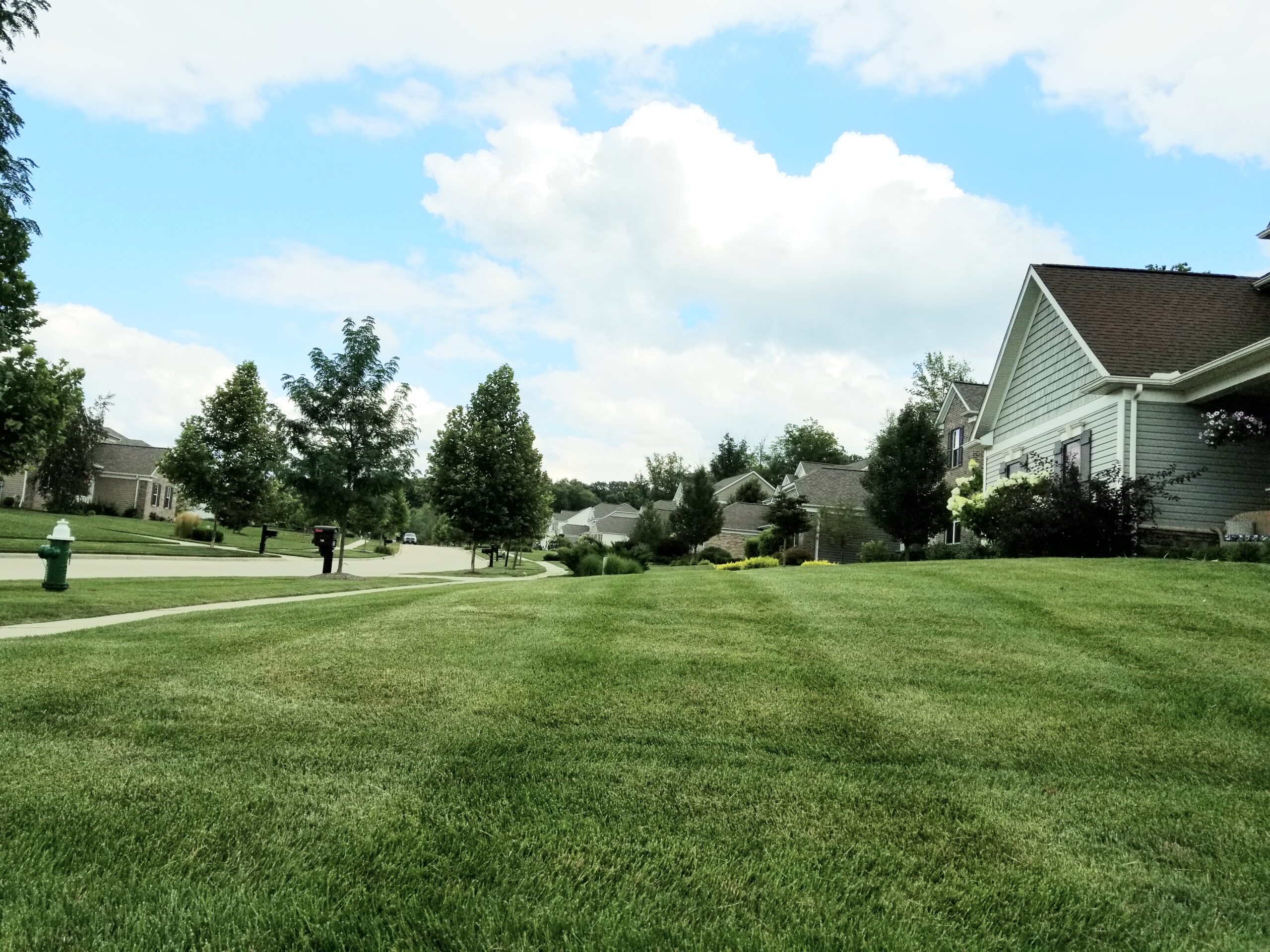 close up of lawn from side with green house