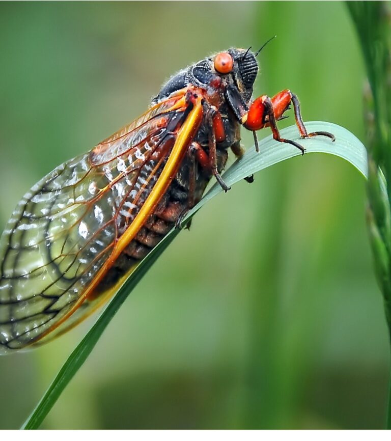 Cicadas Return to Ohio in 2016 | Portage Turf Specialists LLC