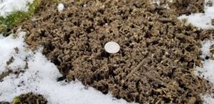 Frost Seeding Image