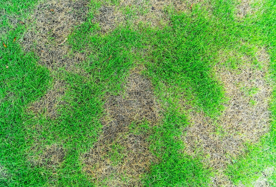 why-does-my-lawn-have-dead-patches-portage-turf-specialists-llc