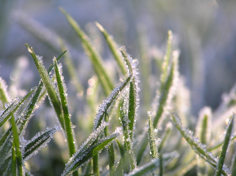 icey lawn in northeast Ohio