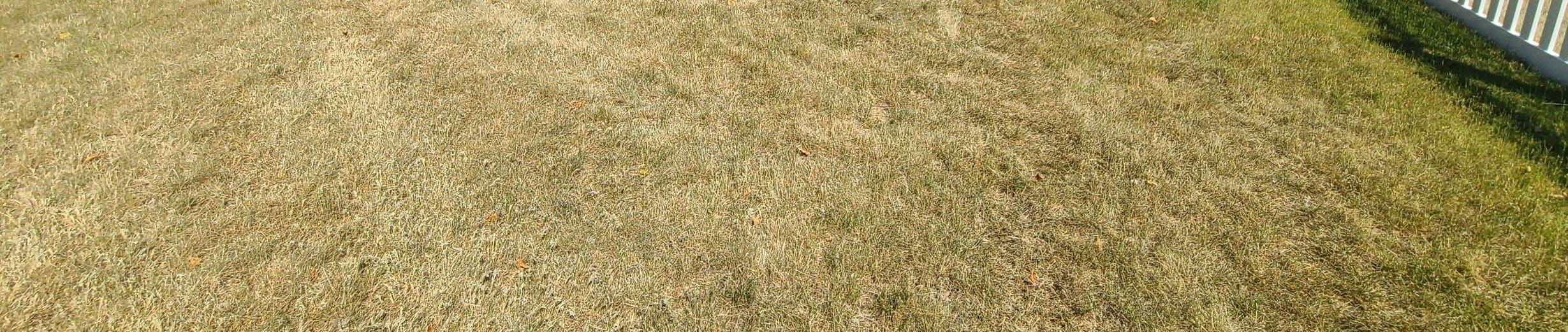 Brown lawn from drought periods