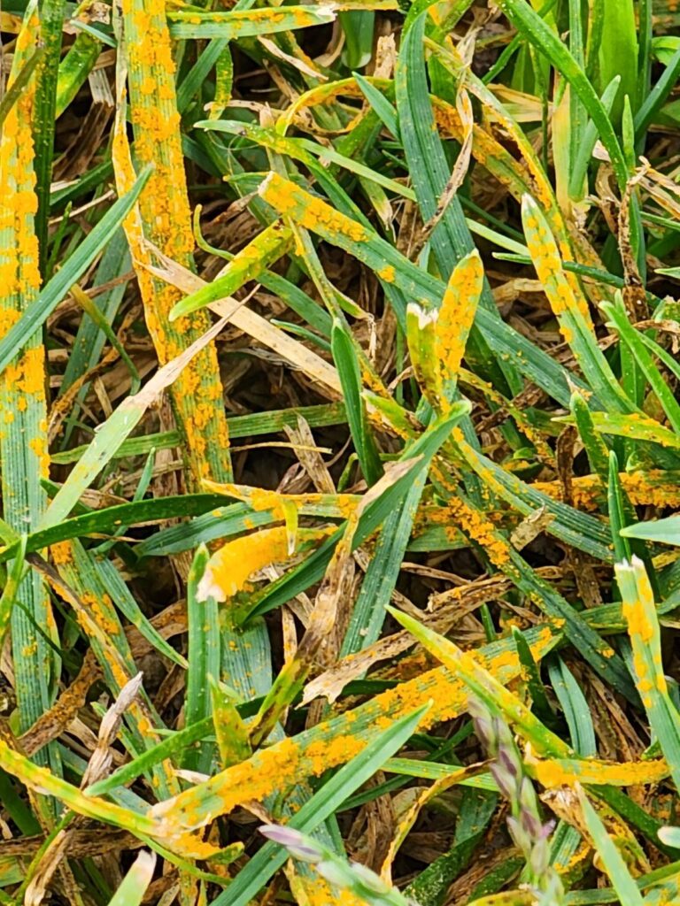 Lawn rust in a lawn in Northeast Ohio