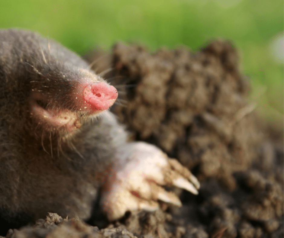 Image of Mole