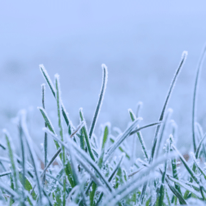 CLOSE UP OF FROSTY GRASS
