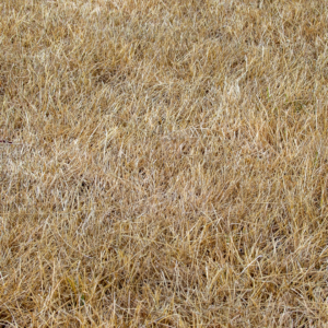 Image of Dry Lawn