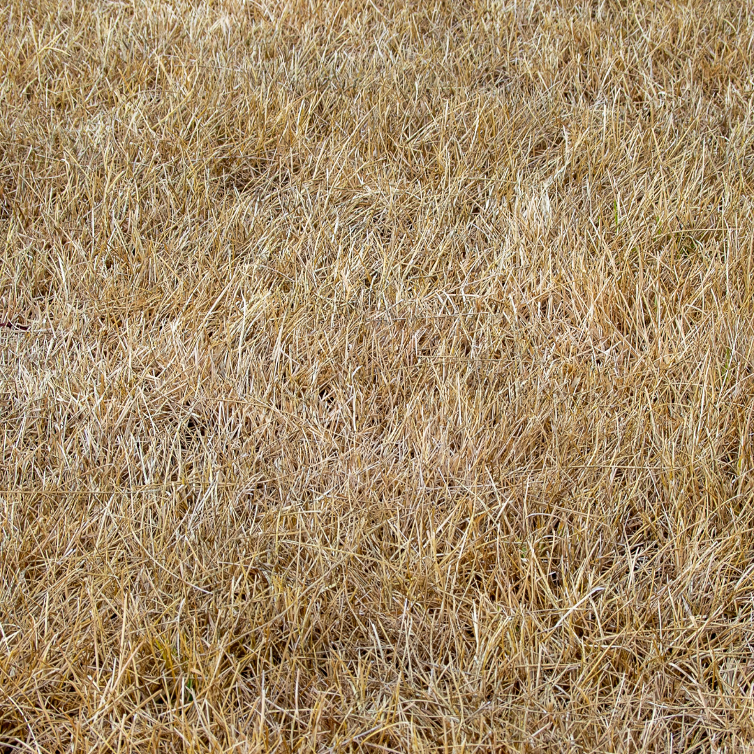 Image of Dry Lawn