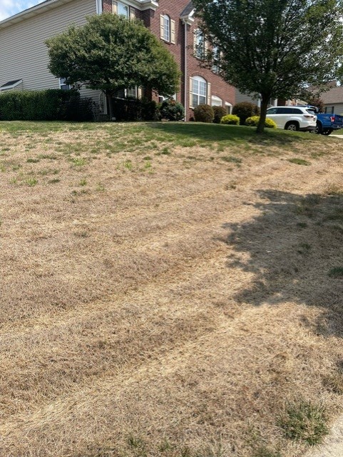 Severe Chinch Damage On A Lawn